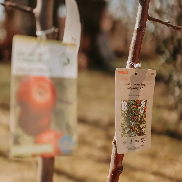 Choose the right apple tree for your garden