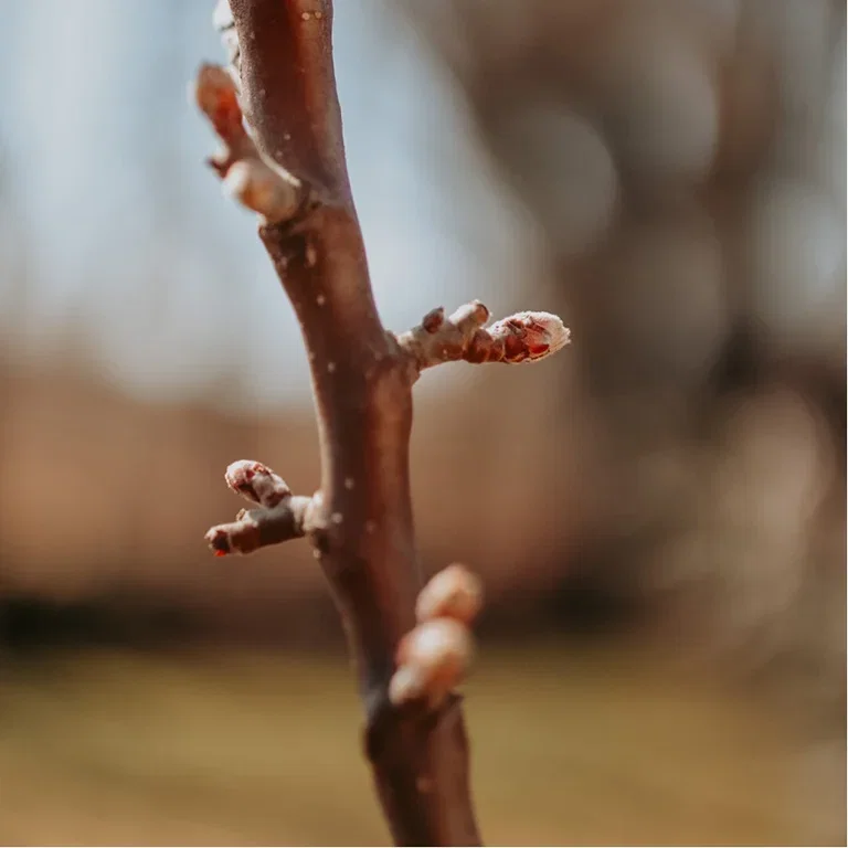 Choose the right apple tree for your garden