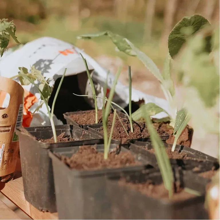 Guaranteed gardening joy with ready-made vegetable plants