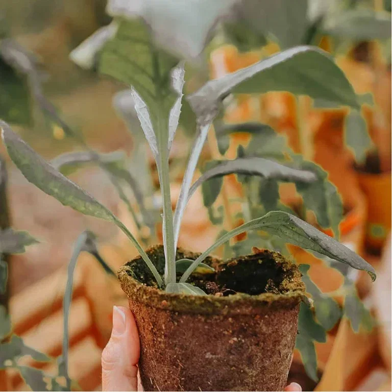 Guaranteed gardening joy with ready-made vegetable plants