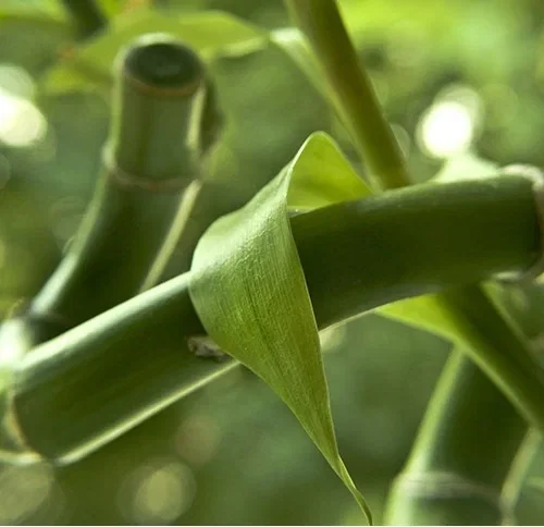 Bambu – plantering och skötsel