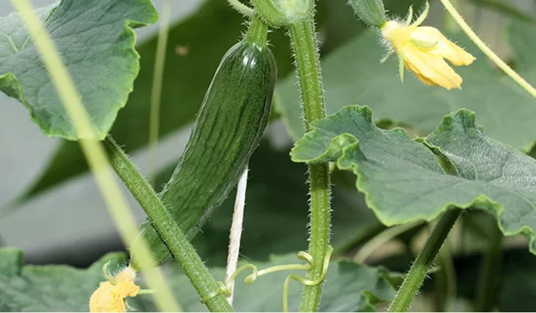 Cucumbers – how to grow your own