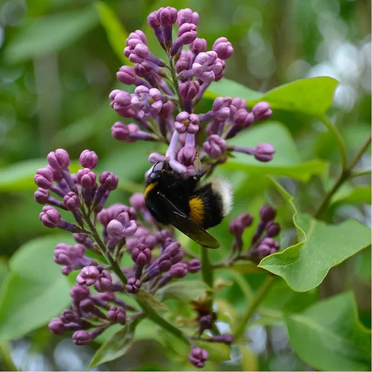 Lilac – planting and care