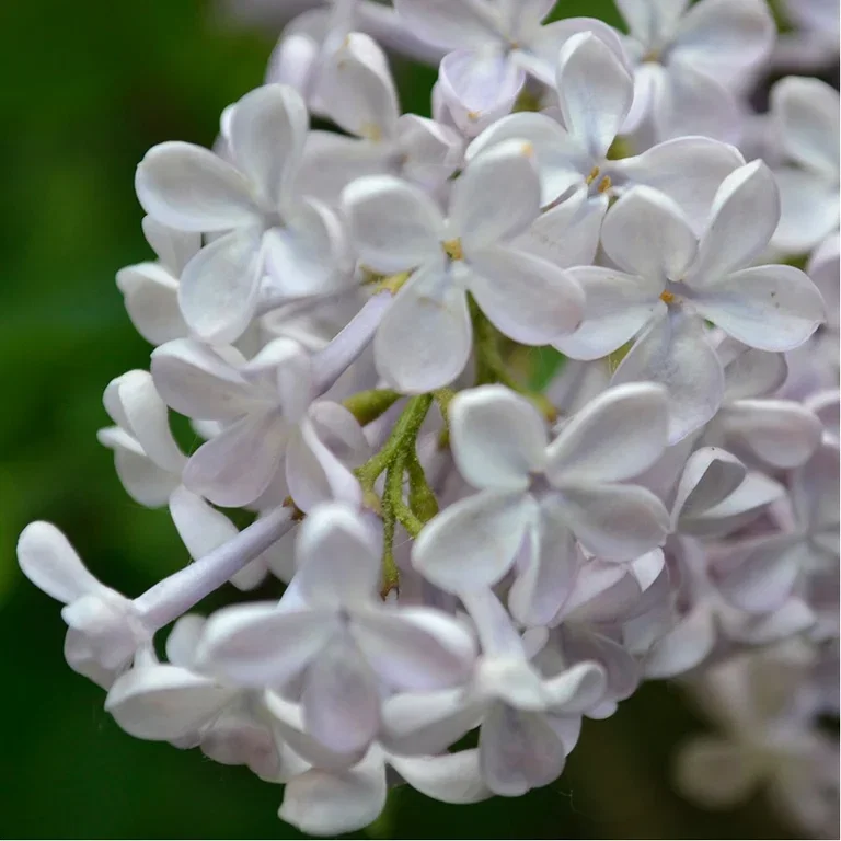 Lilac – planting and care