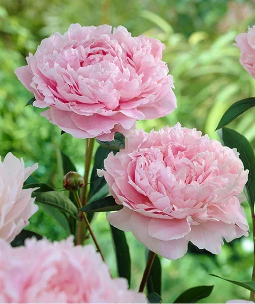 Peony – planting and care