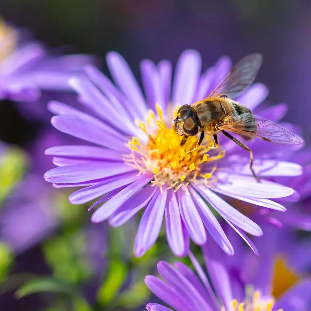Flowers for bees and butterflies – 7 favorites