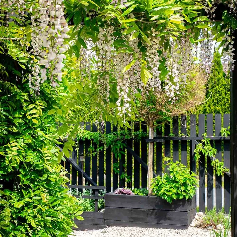 Garden visit: Japandi garden at Sylvia's