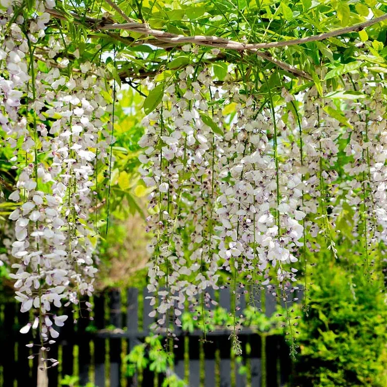 Garden visit: Japandi garden at Sylvia's