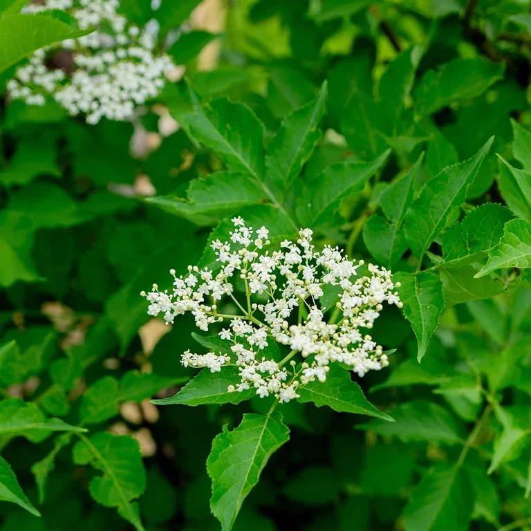 Garden visit: Tanja's down-to-earth and edible garden
