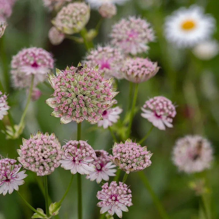 Garden visit: Romantic and abundant garden at Mette's