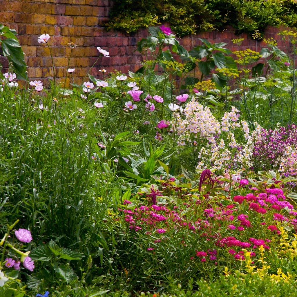 Our most popular perennials