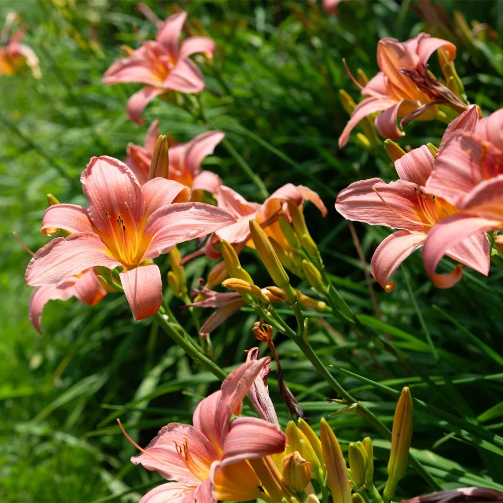 Our most popular perennials