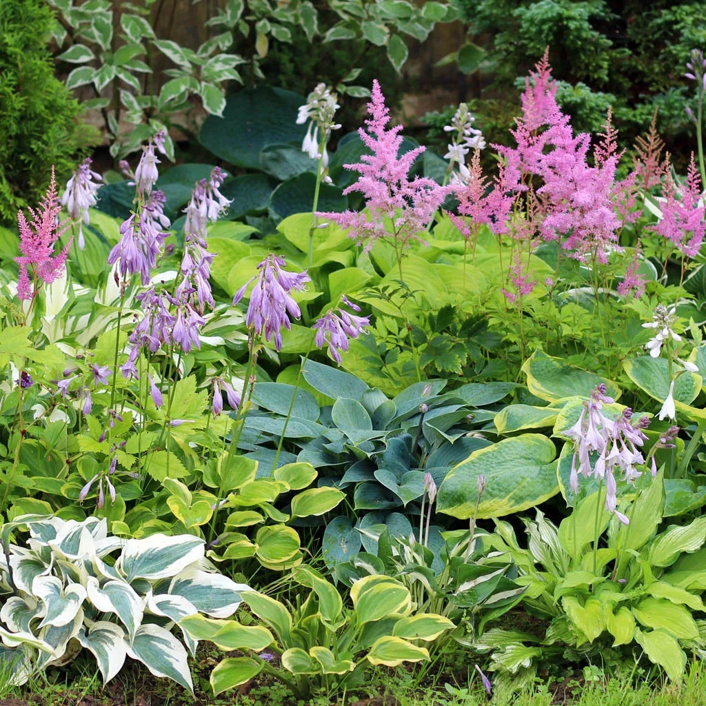 Our most popular perennials