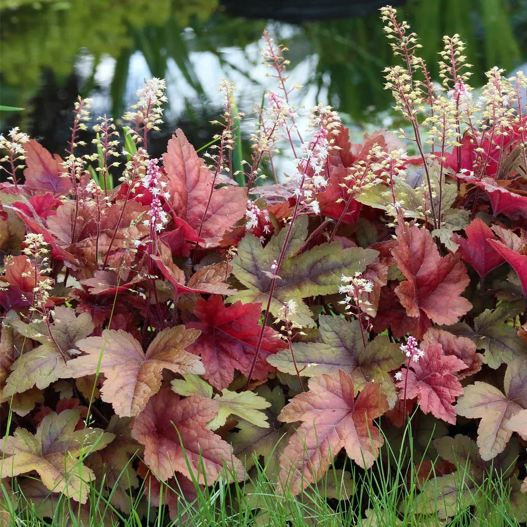 Our most popular perennials