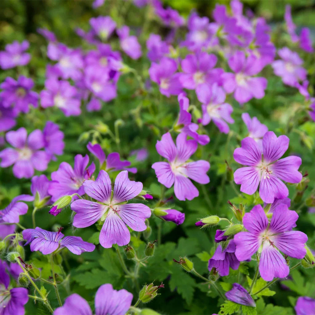 Our most popular perennials