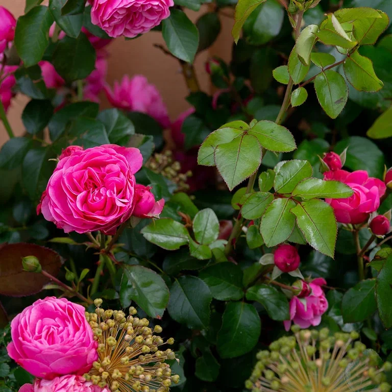 Garden visit: Romantic and abundant garden at Mette's