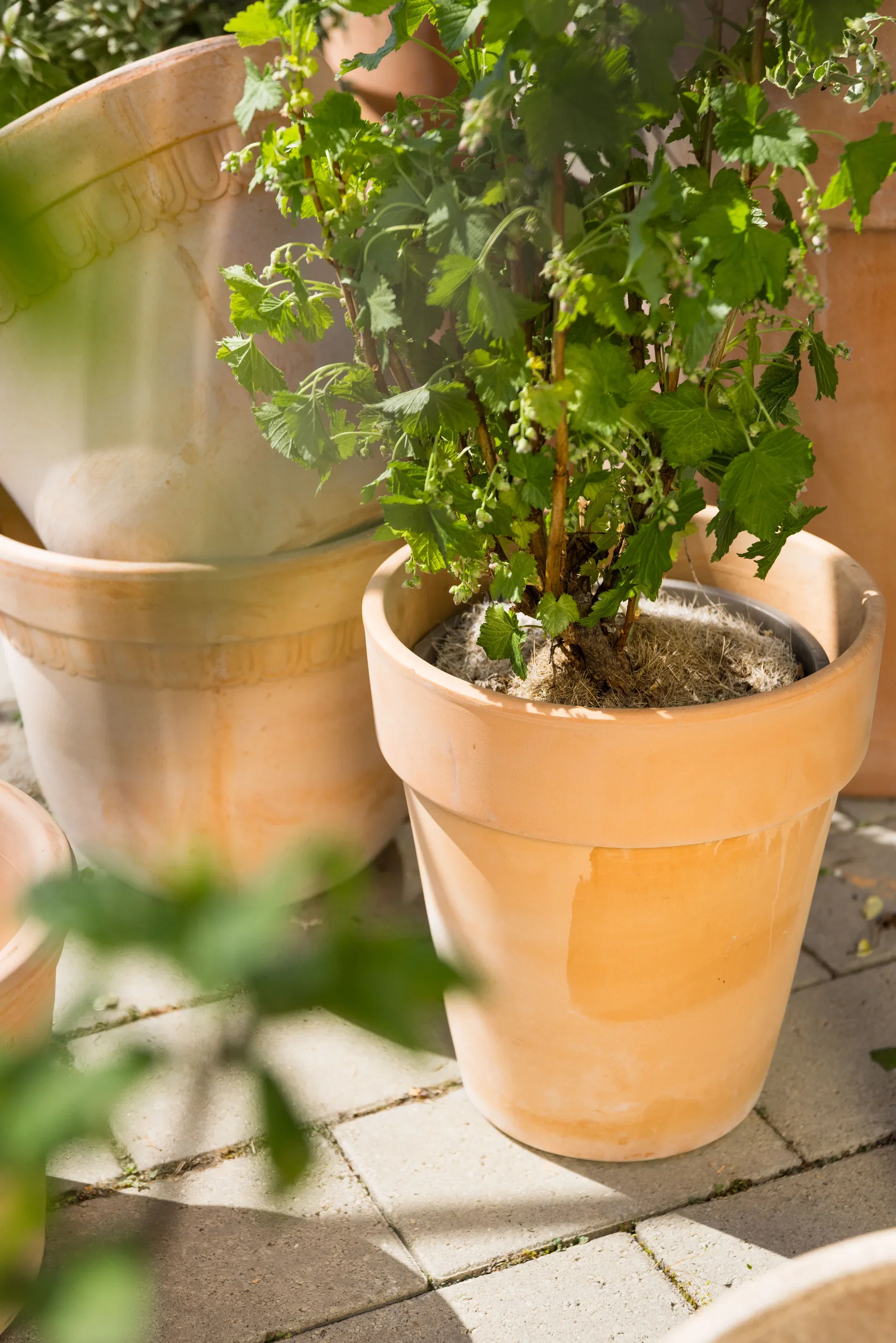 Vaso pot D25 terracotta