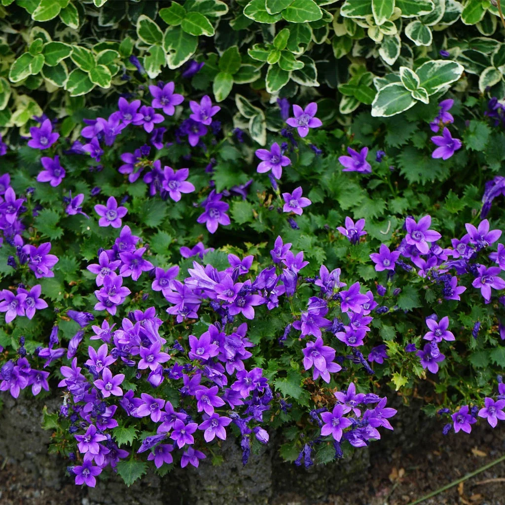 Creeping bellflower – planting and care