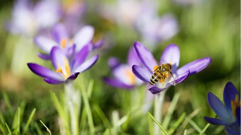 6 tips for an environmentally friendly garden