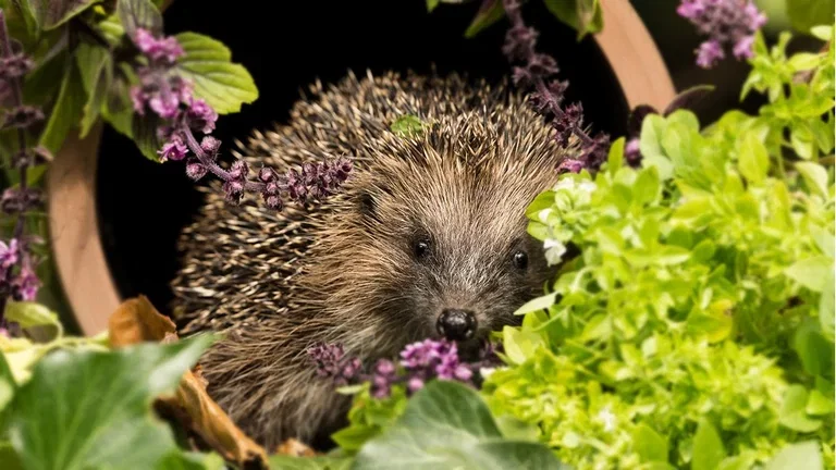 6 tips for an environmentally friendly garden