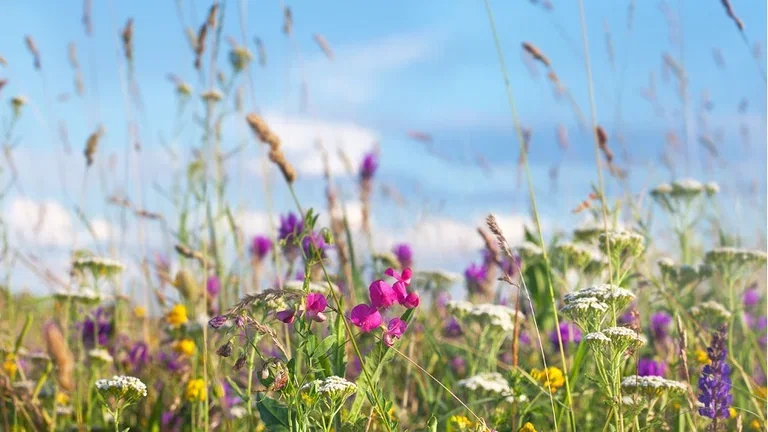 6 tips for an environmentally friendly garden