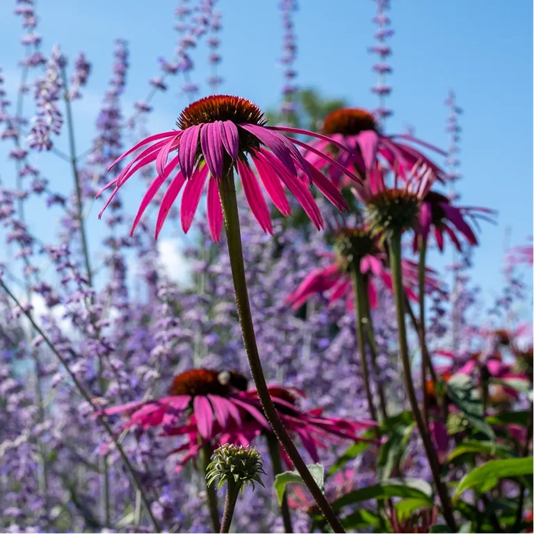 Flower beds – Four ready-made designs with plant suggestions