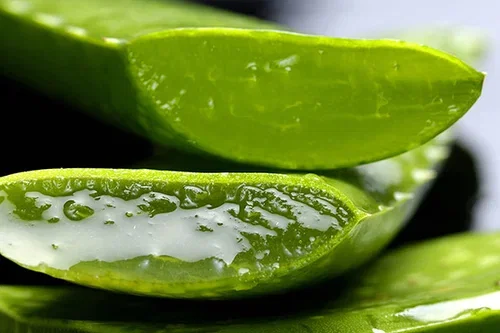 Aloe vera – Facts and care tips