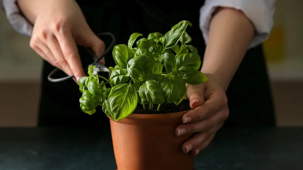 Basil – how to grow your own
