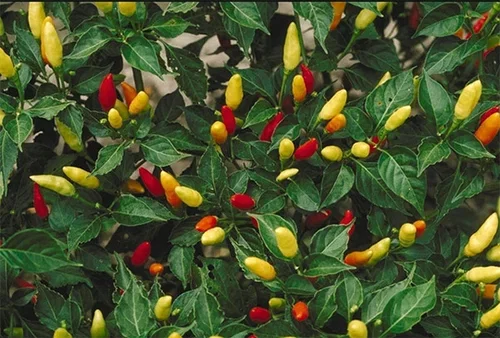 Chili – how to grow your own