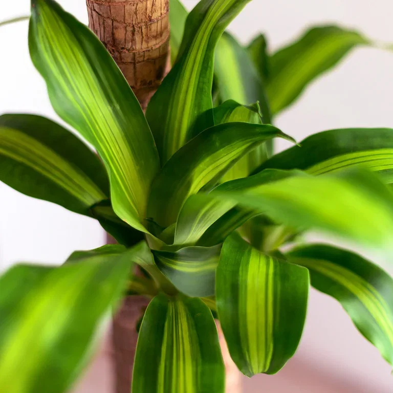 Dragon tree – facts and advice on care