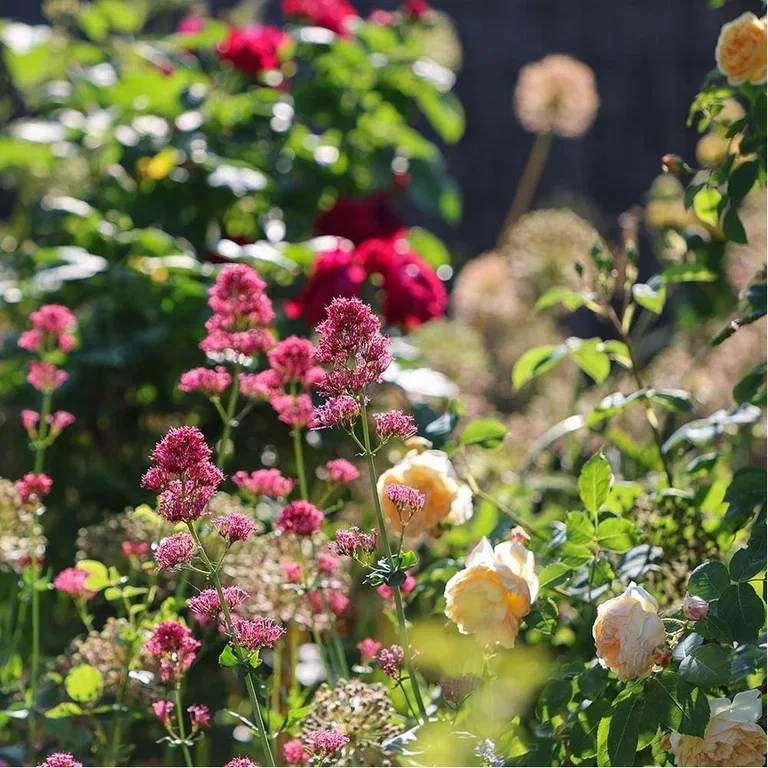 Flower beds – Four ready-made designs with plant suggestions