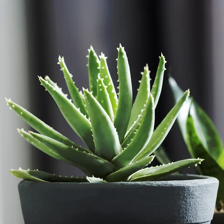 Aloe vera – Facts and care tips