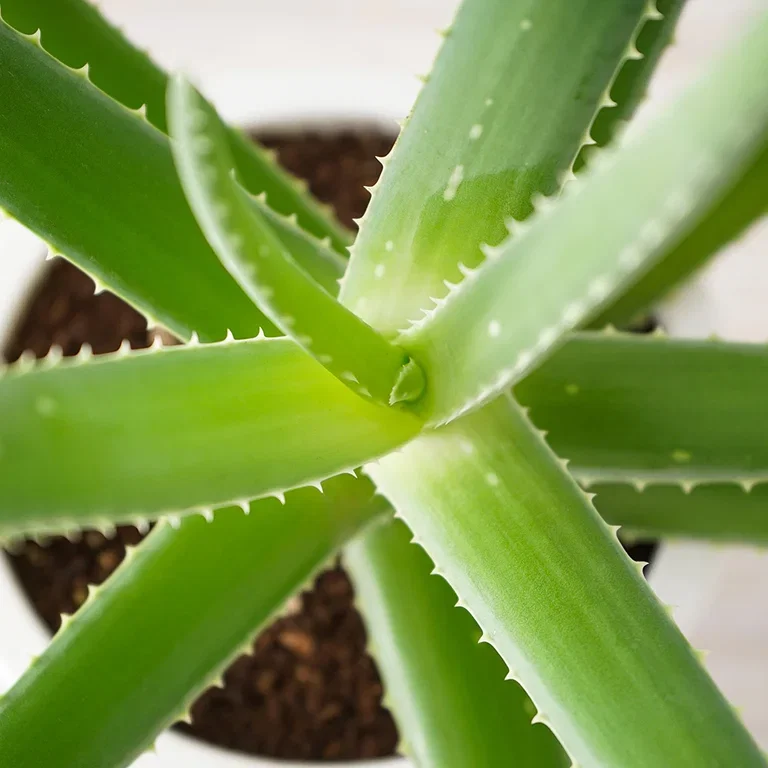Aloe vera – Facts and care tips