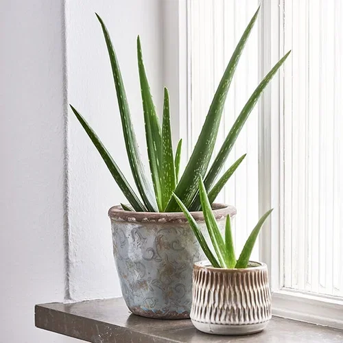 Aloe vera – Facts and care tips