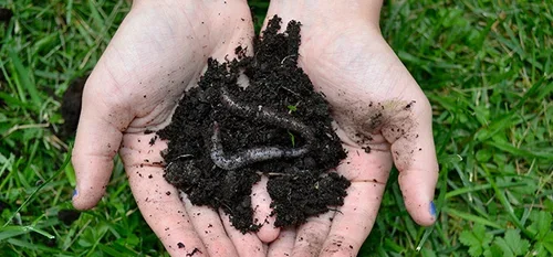 Make your own soil and mulch from autumn leaves and grass clippings