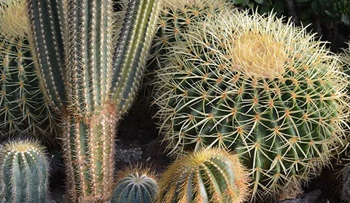 Cactus - facts and care advice