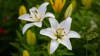 Lily – planting and care