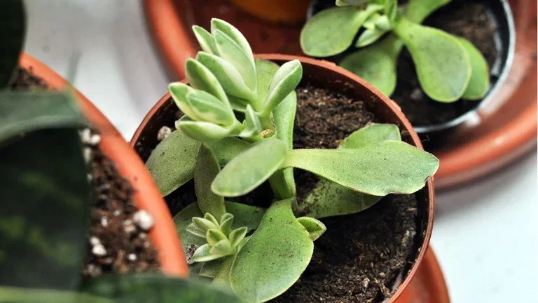 Jade plant (Crassula) – Facts and care tips
