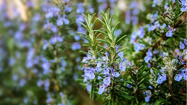 Rosemary – how to grow your own