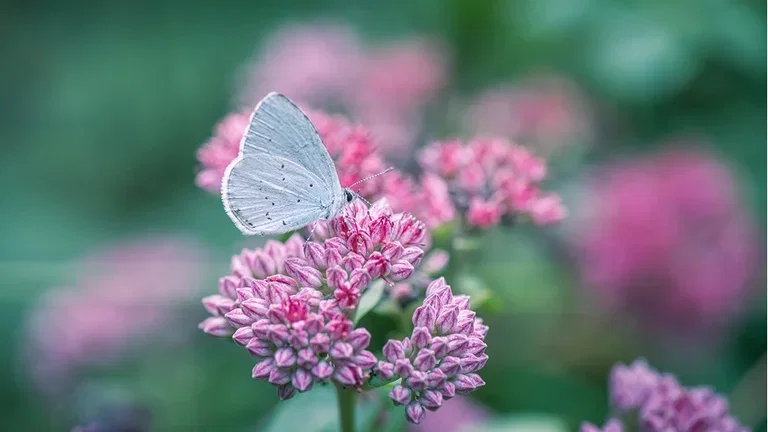 How to create an allergy-friendly garden