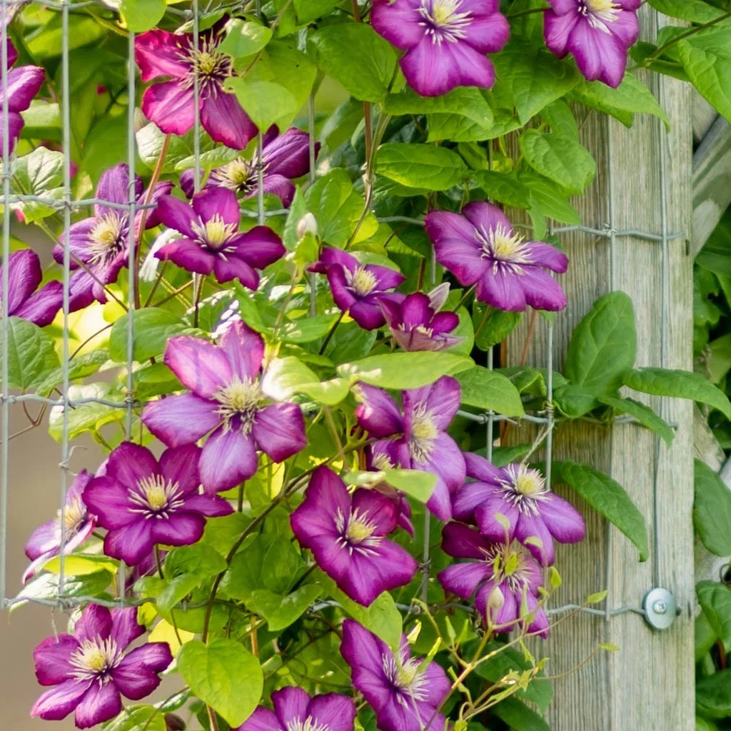 Klematis – plantering och skötsel