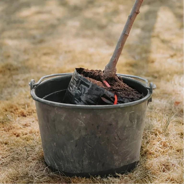 This is how you plant fruit trees - the gardener's best tips