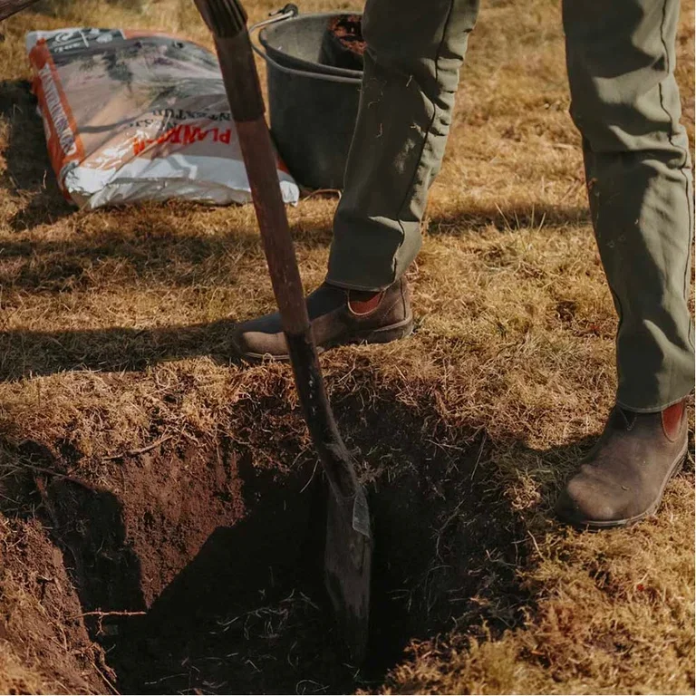 This is how you plant fruit trees - the gardener's best tips