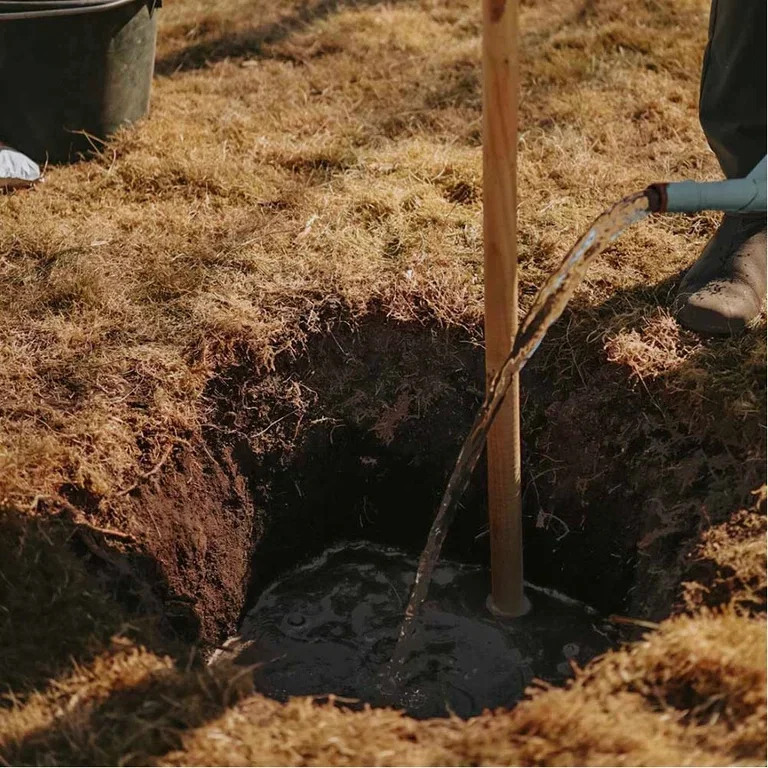 This is how you plant fruit trees - the gardener's best tips