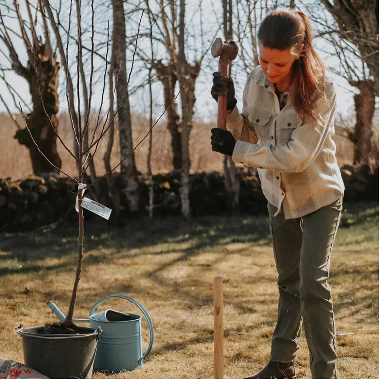 This is how you plant fruit trees - the gardener's best tips