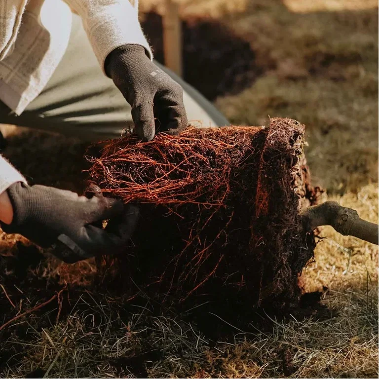 This is how you plant fruit trees - the gardener's best tips