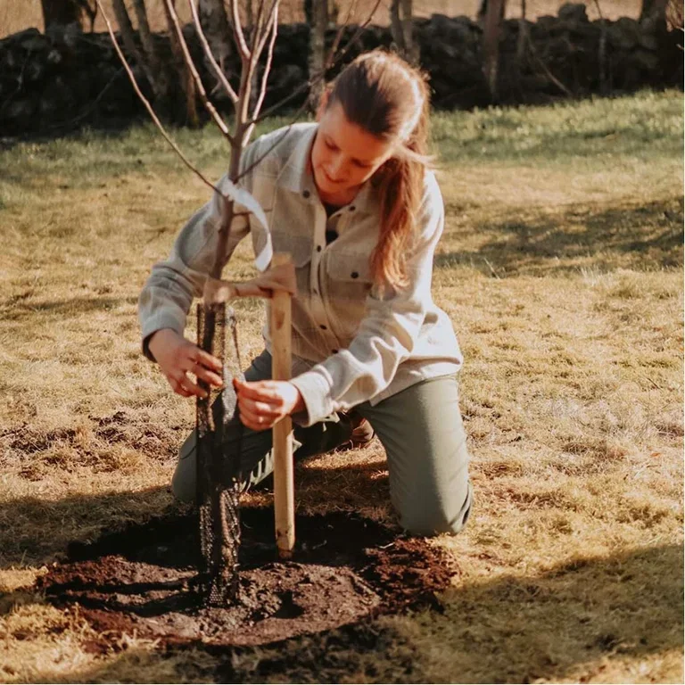 This is how you plant fruit trees - the gardener's best tips