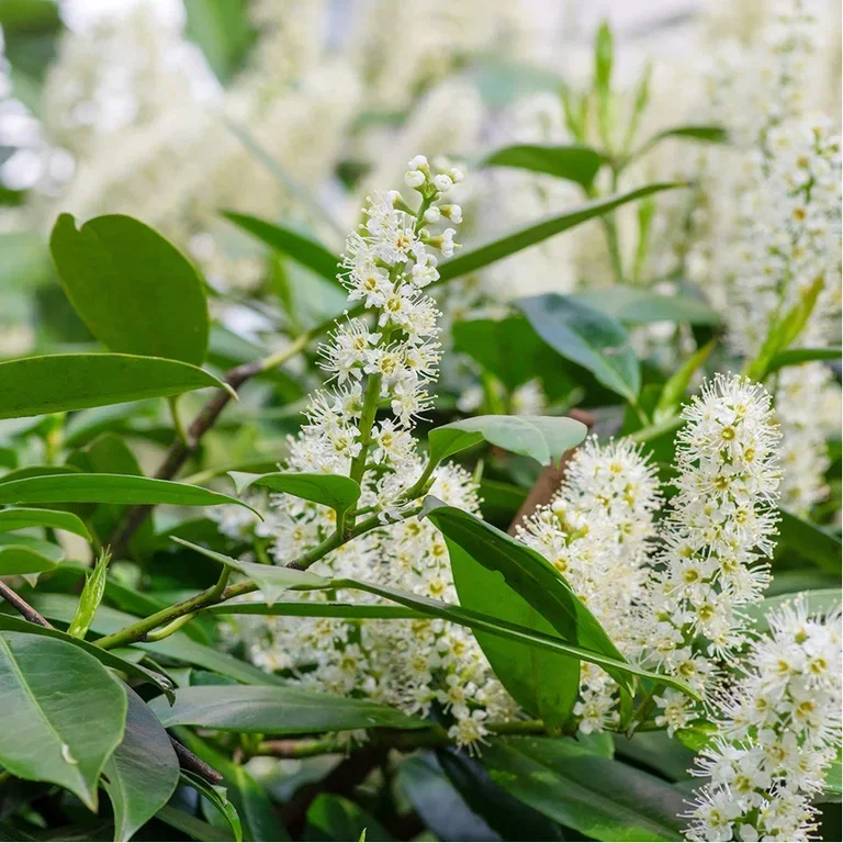Laurel hedges – planting and care