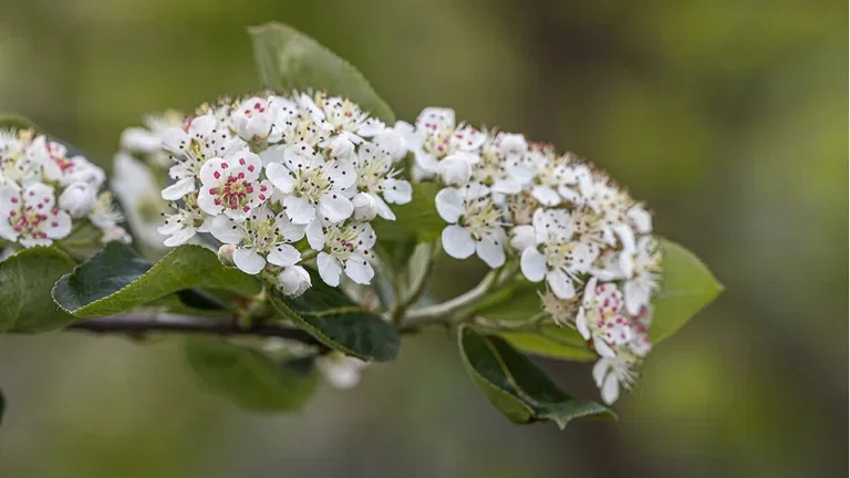 Flowering hedges