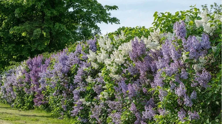 Flowering hedges